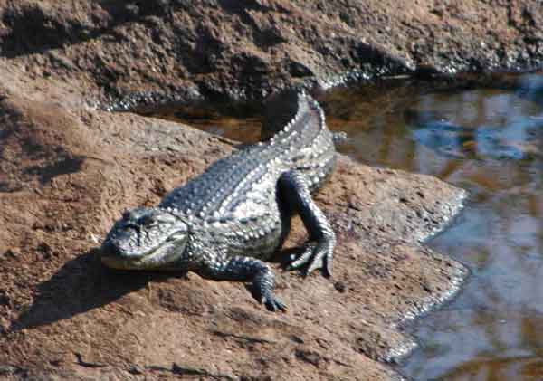 Caiman - parque nacional de Iguazu - Argentina 1.jpg